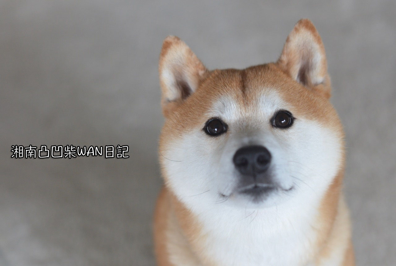 刺身いぬ 湘南凸凹柴wan日記 Powered By ライブドアブログ