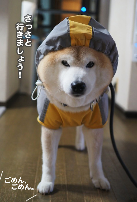 11日夕ブログ２