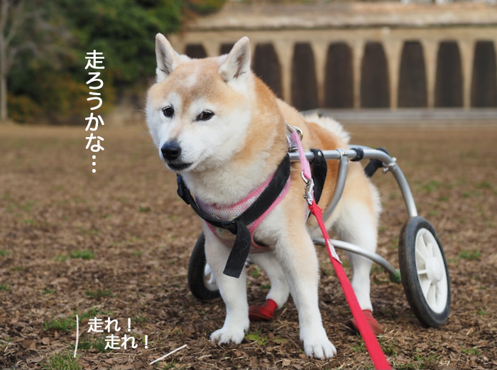 21日夜ブログ４