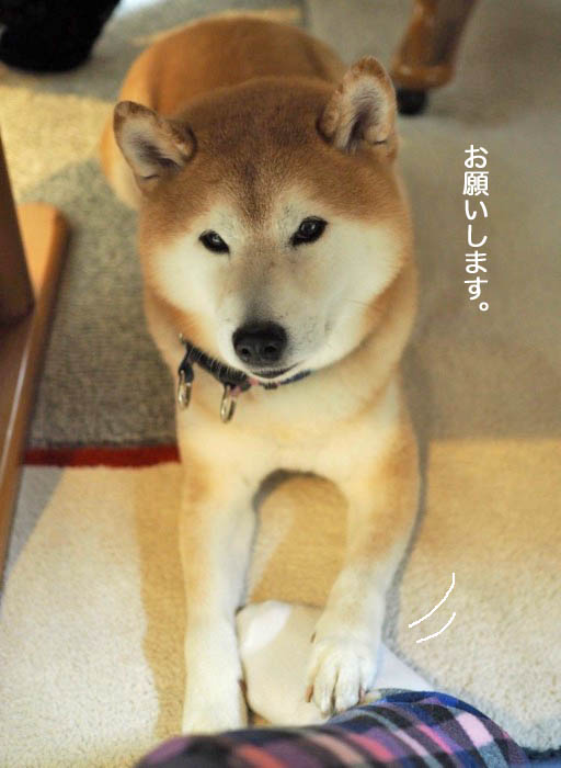 30日ブログ5