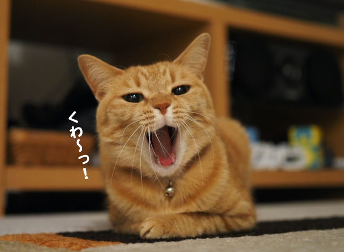 26日夕ブログ3