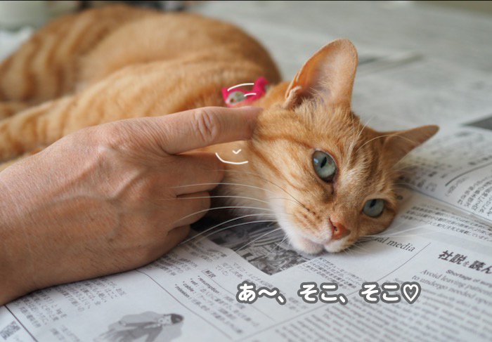 30日ブログ３