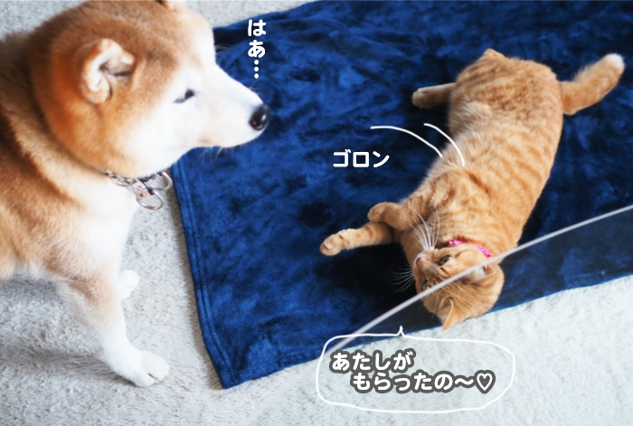 27日夕ブログ９