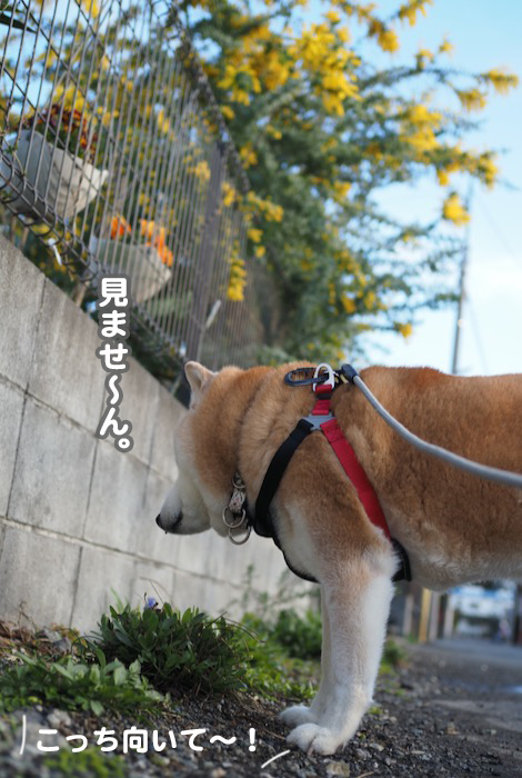 21日夕ブログ4