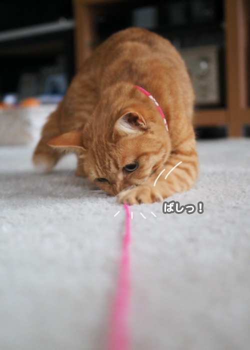 10日夕ブログ４