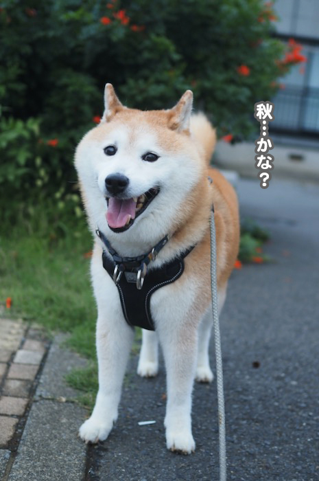 10日夕ブログ２