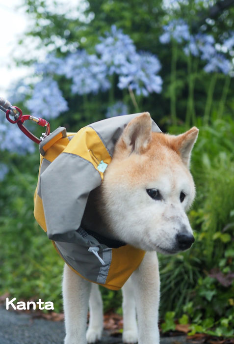 27日夕ブログ7
