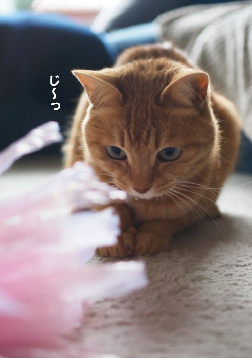 28日夕ブログ７