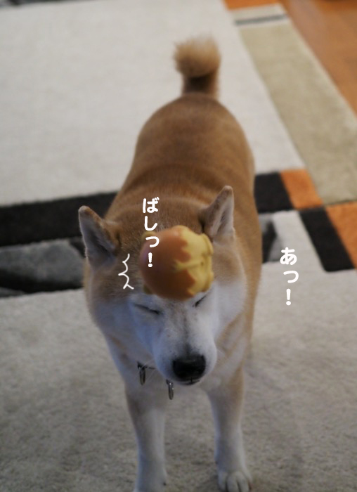 5日夕ブログ６