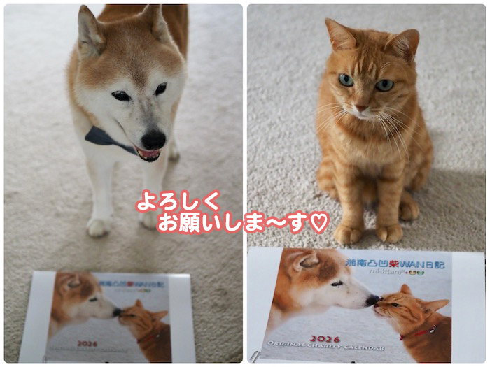 19日ブログ７