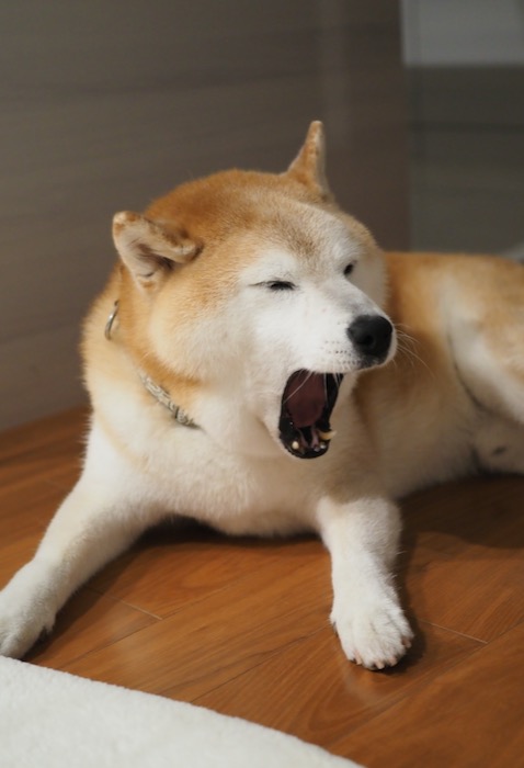 29日夕ブログ６