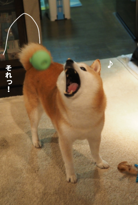 11日夕ブログ５