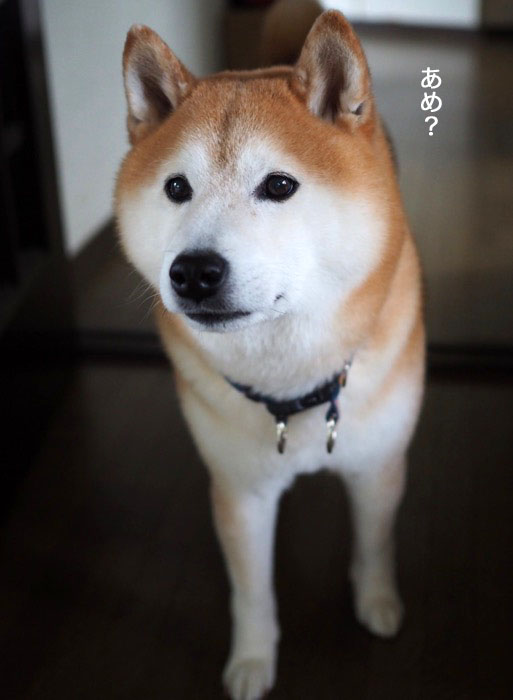 20日ブログ１１