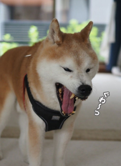 18日夕ブログ５