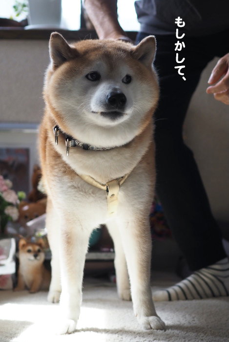 11日夕ブログ５