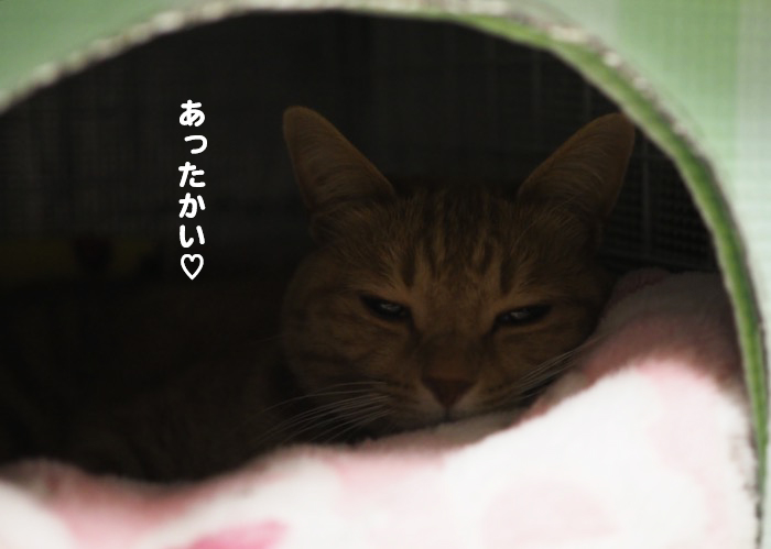 19日夕ブログ６
