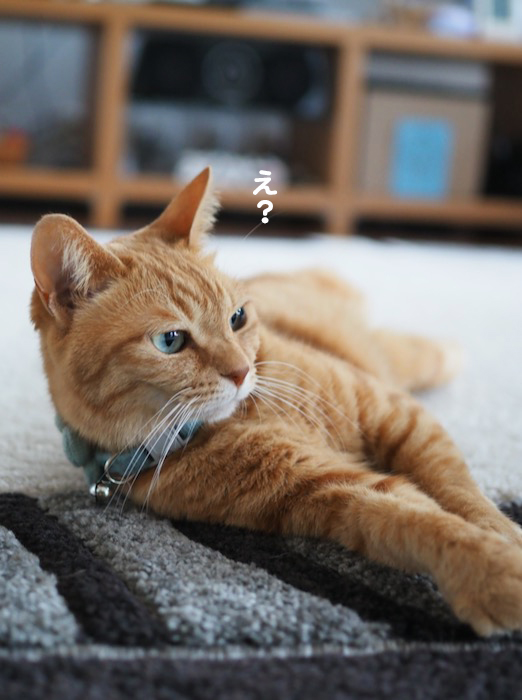 12日夕ブログ２
