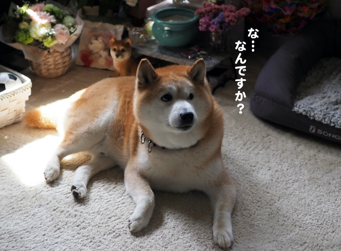 11日夕ブログ３