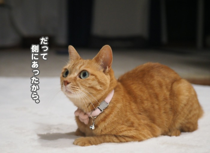 31日夕ブログ５