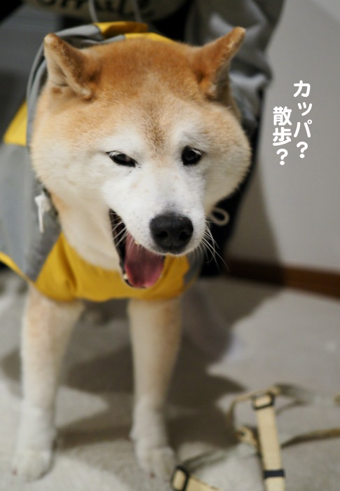 30日ブログ３