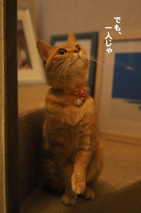 16日夕用ブログ5