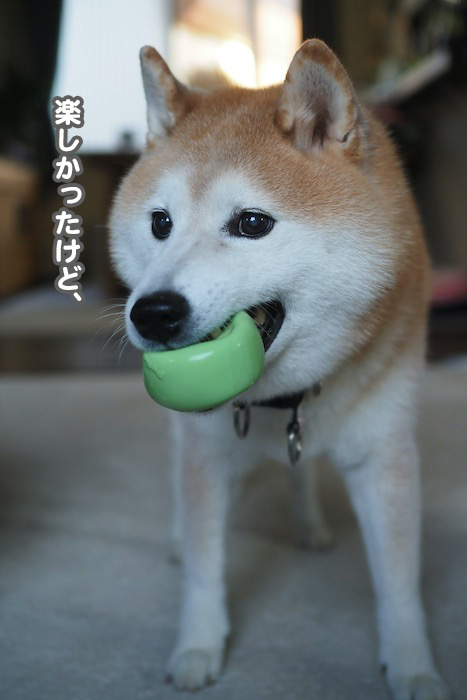 21日夕ブログ６