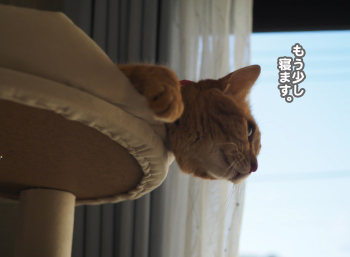 18日夕ブログ４