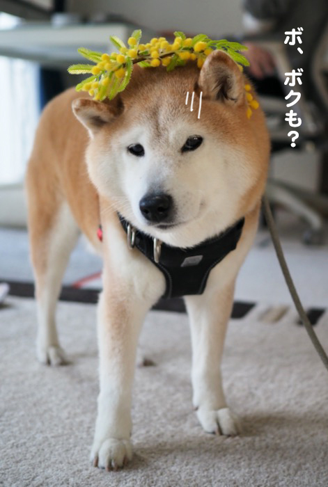 28日夕ブログ１０