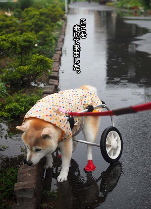 15日夕ブログ７