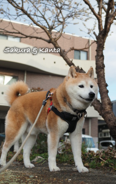 9日夕ブログ２