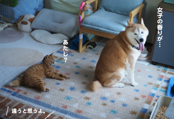 17日夕ブログ7