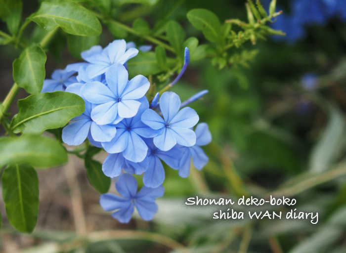 18日夕ブログ1