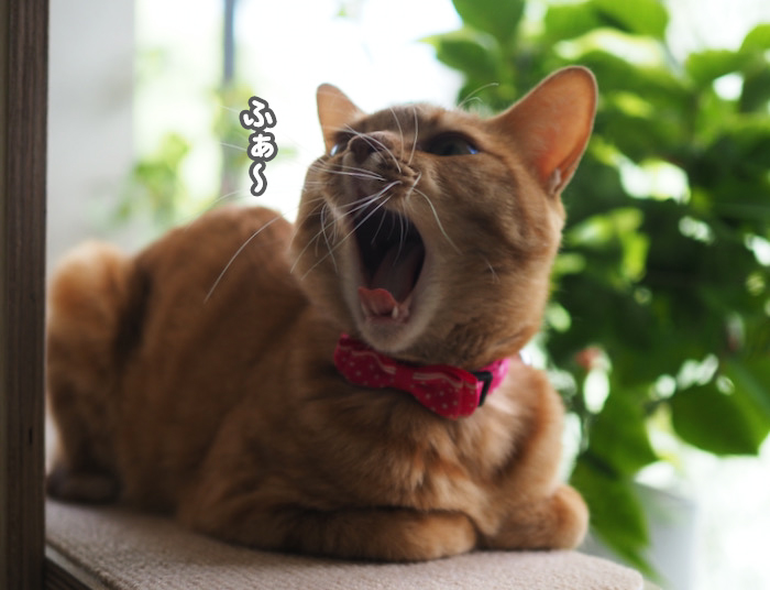 6日夕ブログ３