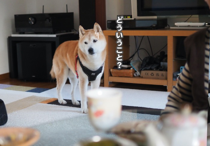 19日の夕ブログ４