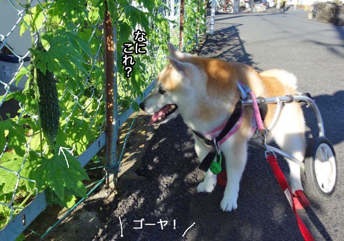 13日夕ブログ5