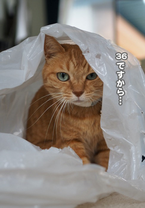 17日夕ブログ７