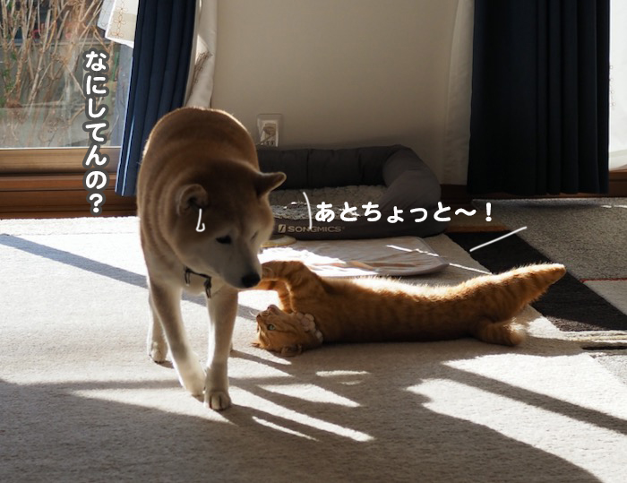 28日夕ブログ１１
