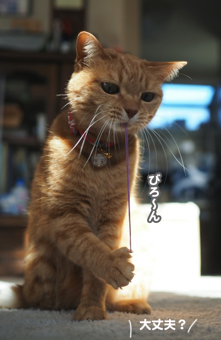 13日夕ブログ７