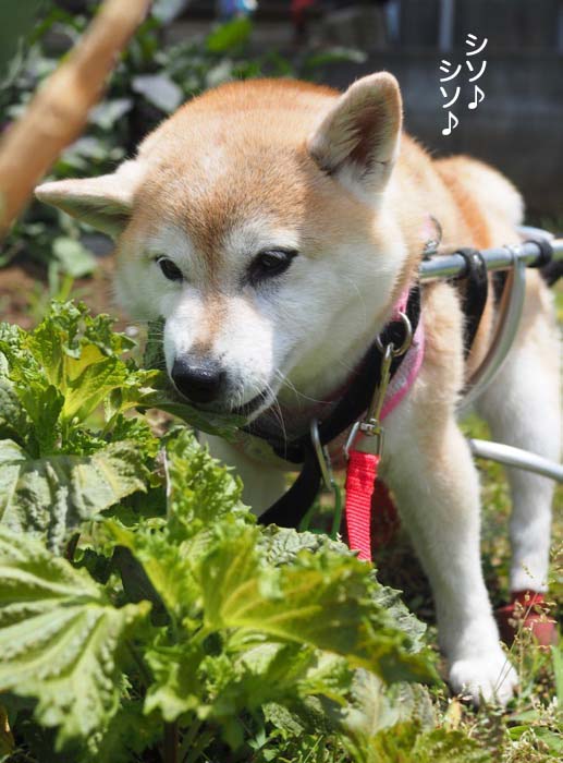 1日ブログ4