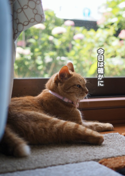 8日夕ブログ２