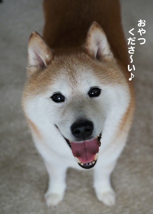 11日夕ブログ８