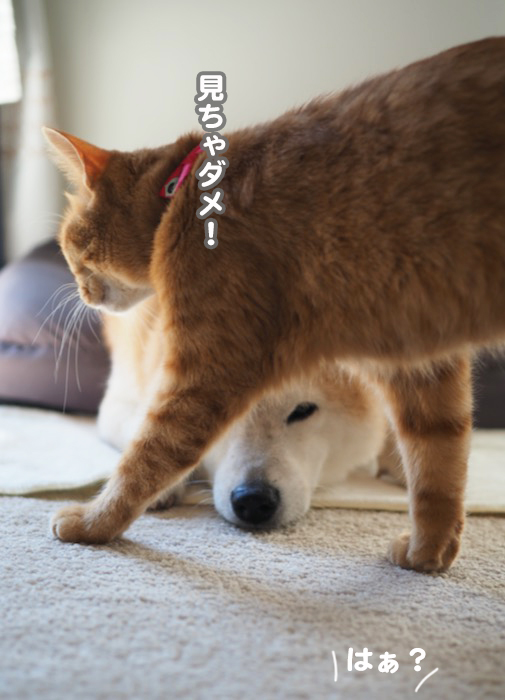 19日夕ブログ６jpg