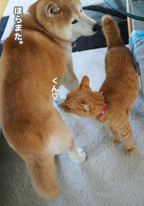 31日夕ブログ５