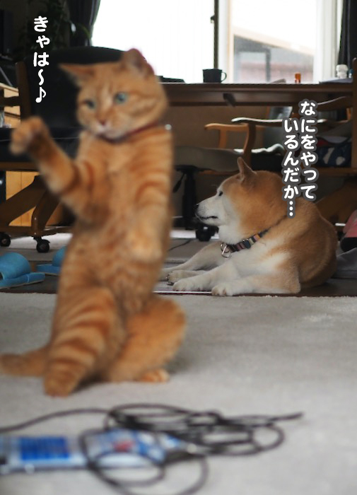 14日夕ブログ７