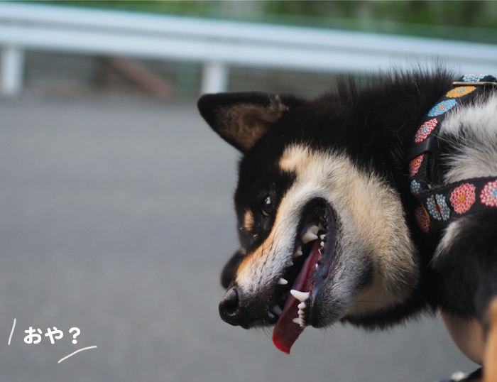8日夕ブログ６