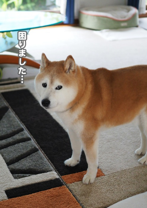 2日夕ブログ２