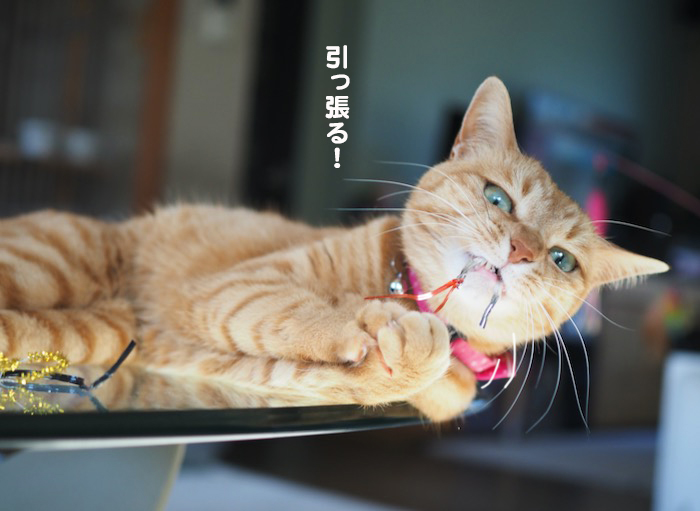 4日夕ブログ６