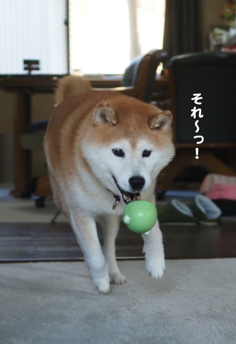 21日夕ブログ５