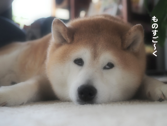 9日夕ブログ４