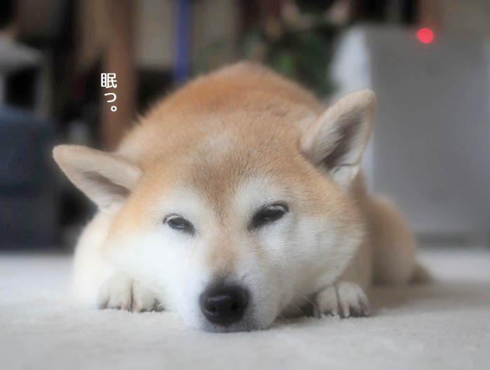 11日夕ブログ５